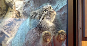 大好きな飼育員さんとどうしても一緒に遊びたかったマヌルネコ。じっと見つめながら猛アピールする様子が可愛い♡