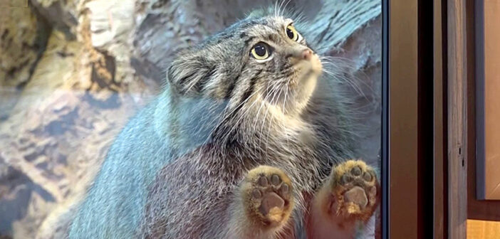 大好きな飼育員さんとどうしても一緒に遊びたかったマヌルネコ。じっと見つめながら猛アピールする様子が可愛い♡