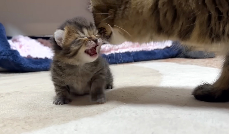 母猫に甘える子猫