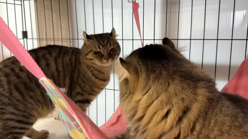 確執ができた猫の親子