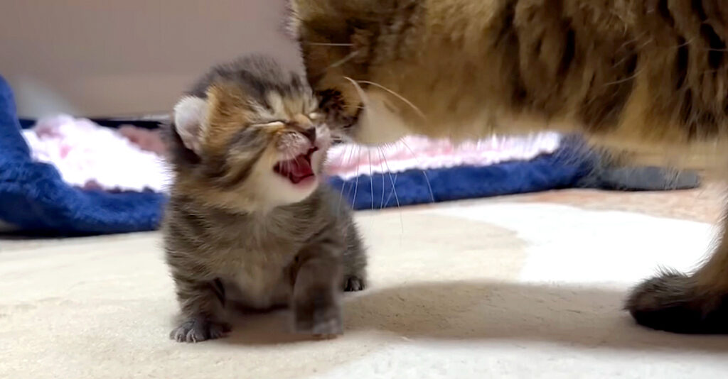 猫ママ 伝説のマザコン子猫が2年ぶりにママに甘えた！ その待望の瞬間に思わず