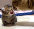 母猫に甘える子猫