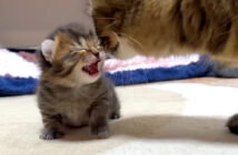 母猫に甘える子猫