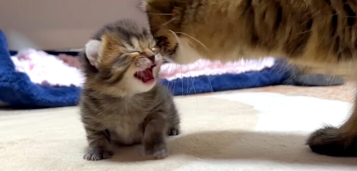 母猫に甘える子猫