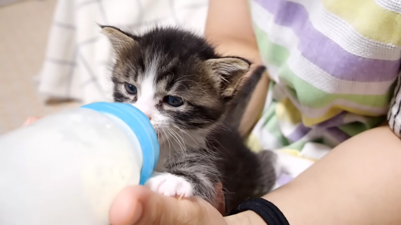 ミルクを飲む子猫