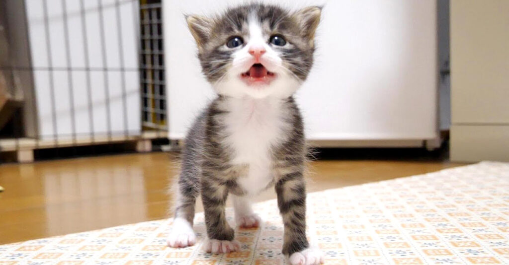 milknisuru_cat_title-1024x534.jpg