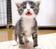 ミルクが飲みたい子猫