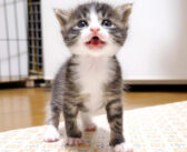 「ミルクにする？」とママに尋ねられると、「ミルクにする！」と元気な声で答える子猫の姿がとっても可愛かった (*´ω｀*)♡