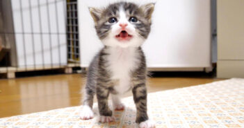 「ミルクにする？」とママに尋ねられると、「ミルクにする！」と元気な声で答える子猫の姿がとっても可愛かった (*´ω｀*)♡