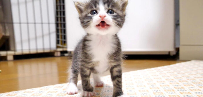 「ミルクにする？」とママに尋ねられると、「ミルクにする！」と元気な声で答える子猫の姿がとっても可愛かった (*´ω｀*)♡