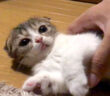 寝ぼけている子猫