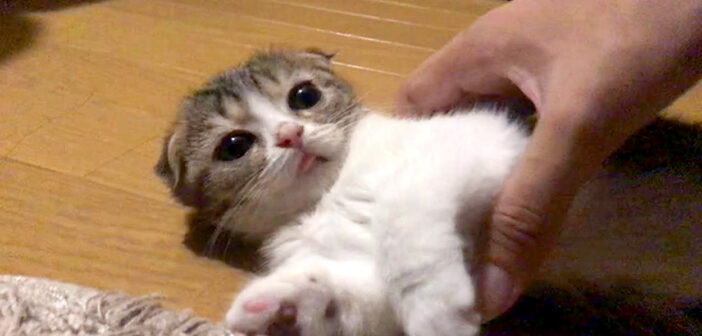 床で寝落ちしていた子猫をベッドに運ぶ飼い主さん。目覚めた子猫の寝ぼけ姿がとっても可愛かった ( *´艸｀)♡