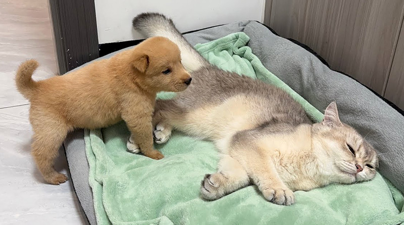猫を見つけた子犬