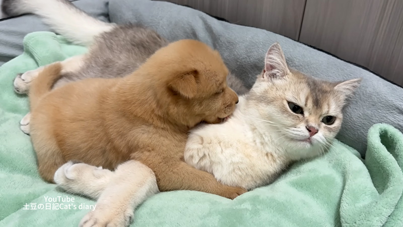 猫を毛づくろいする子犬