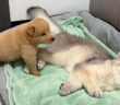 猫を見つけた子犬