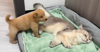 猫を見つけた子犬