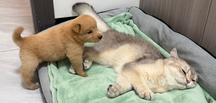 猫を見つけた子犬