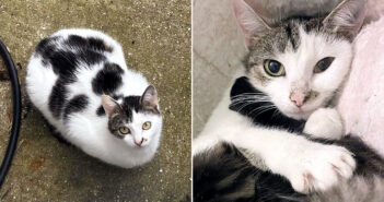 人間の優しさに心を動かされ、家の中で暮らすことを決心した猫。保護の翌日に出産し、育児放棄された子猫達を受け入れる 子育てする保護猫