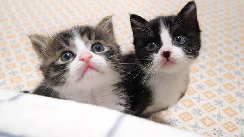 お出迎えする子猫達