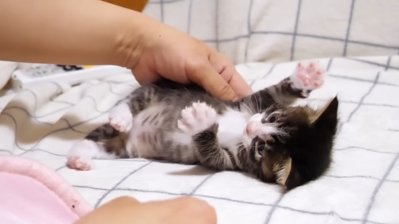 お母さんと遊ぶ子猫