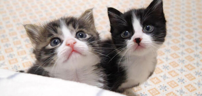 おかえりの挨拶をする子猫達