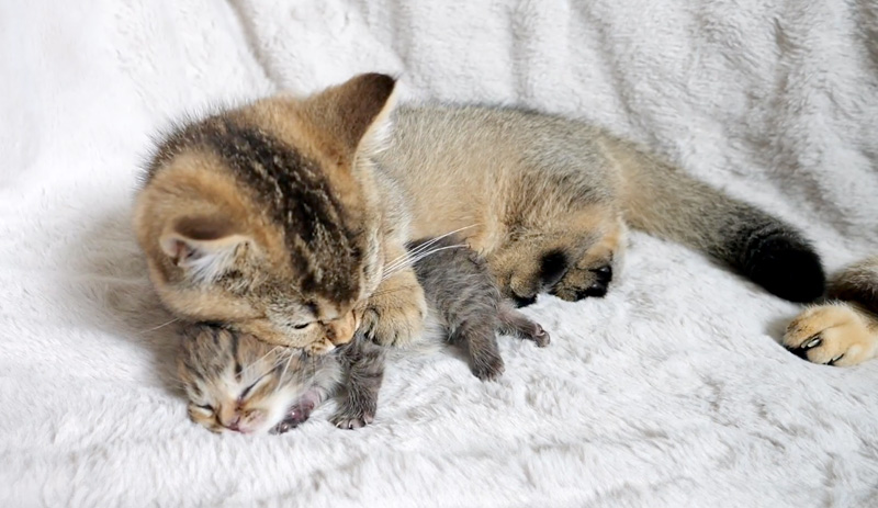 赤ちゃん猫の世話をする姉猫