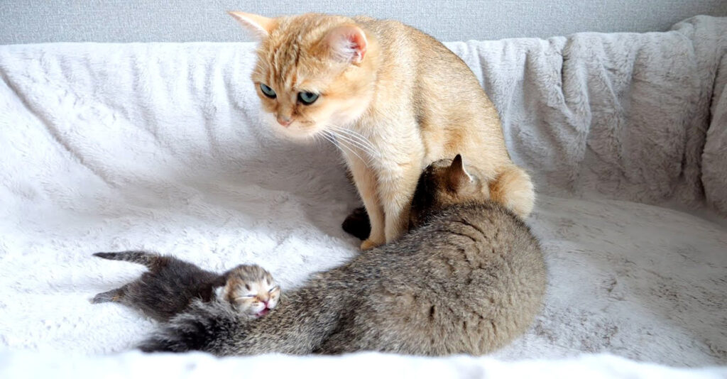 1匹だけ体の大きな赤ちゃん猫を発見！ ママ猫への甘えたい気持ちが