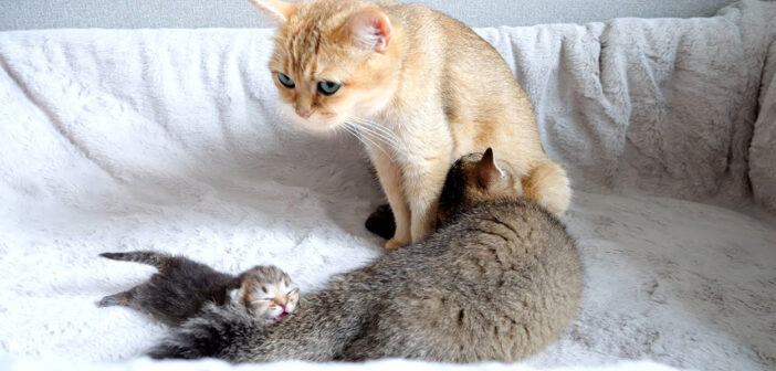 ミルクを飲む大きな赤ちゃん猫
