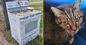 洪水を生き延びた猫