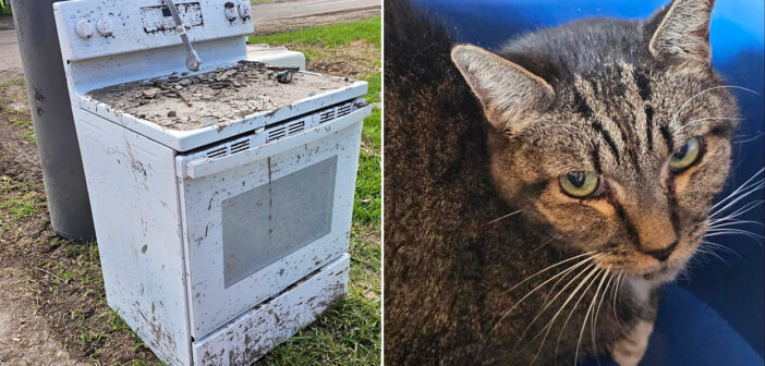 洪水を生き延びた猫