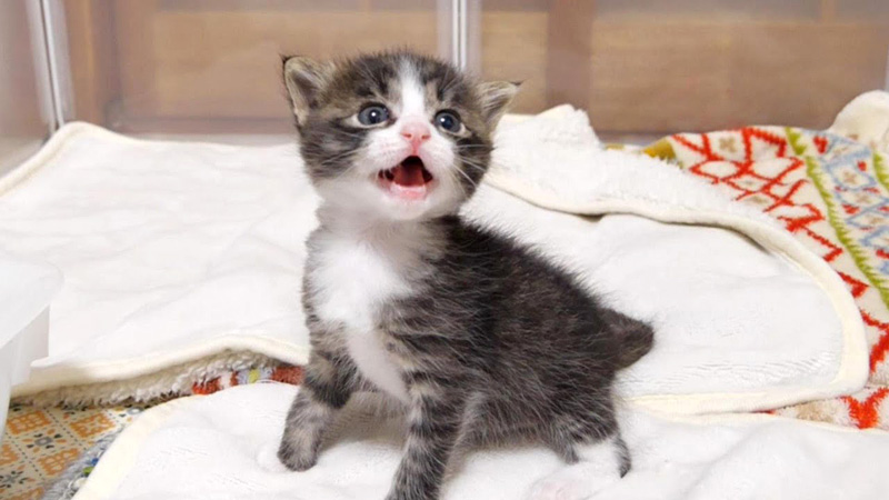 おトイレができた子猫