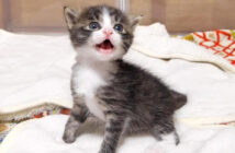 おトイレができた子猫