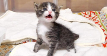 「おトイレできたよー!」と可愛い声でママに知らせる子猫。夢中でお腹を満たすと可愛すぎる姿を見せてくれた ( *´艸`)♡ おトイレができた子猫