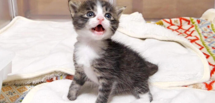おトイレができた子猫