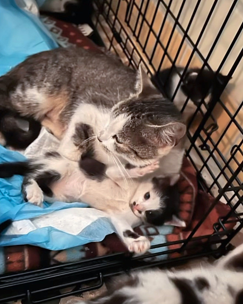 保護された猫の親子