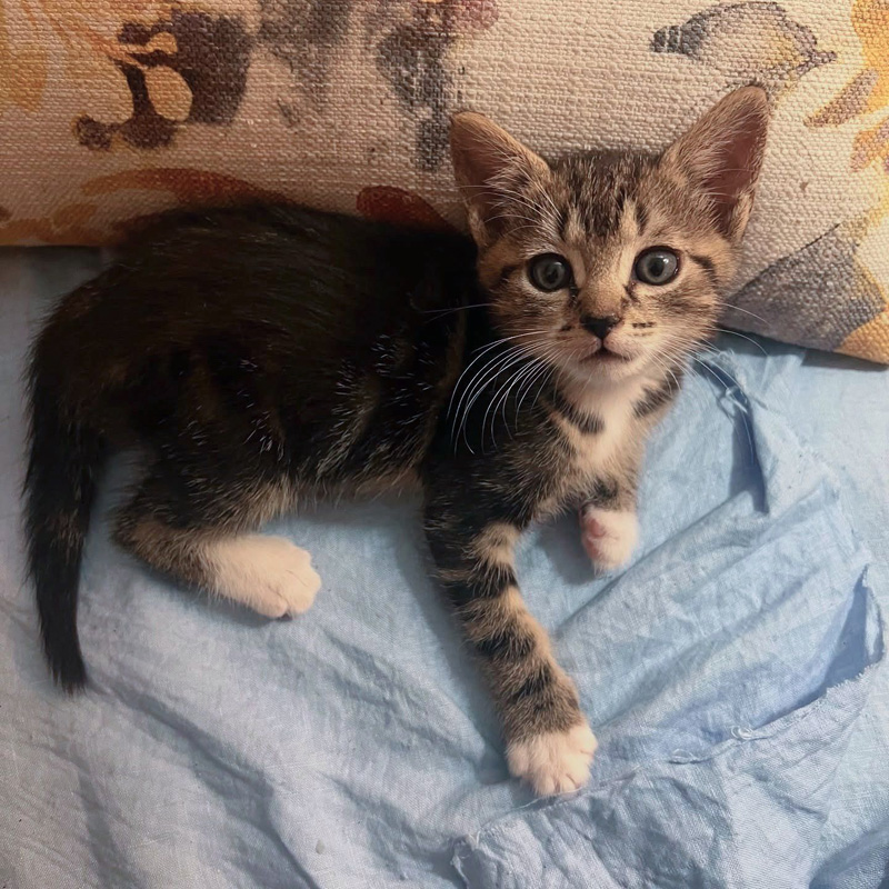 保護された子猫