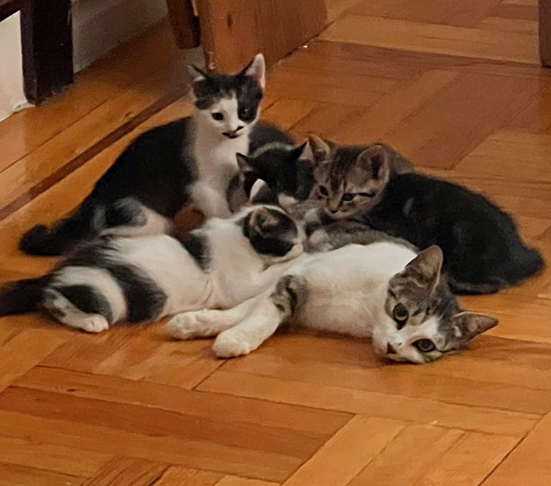 保護された猫の親子