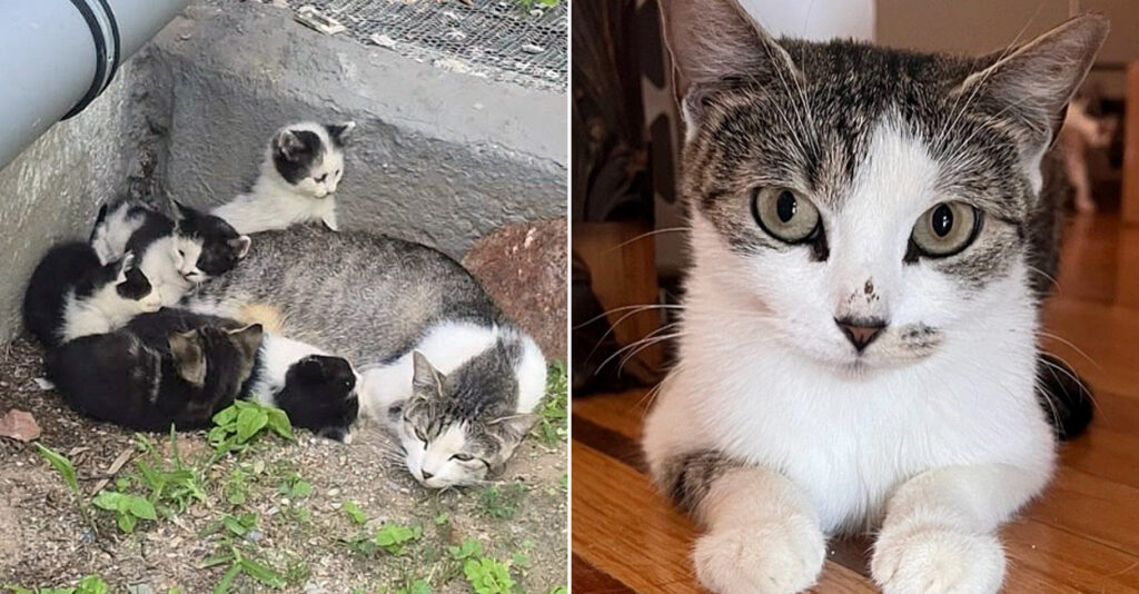 親ねこ3521 1/6 子猫 – JXK