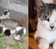 保護された猫の親子