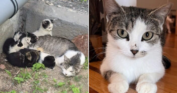公営団地の外で幼い子猫達を懸命に育てていた母猫。心配した人達が猫の親子を放っておけず、優しく手を差し伸べる 保護された猫の親子