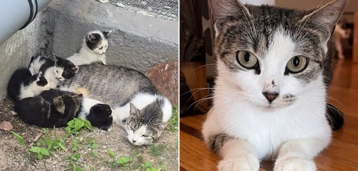 保護された猫の親子