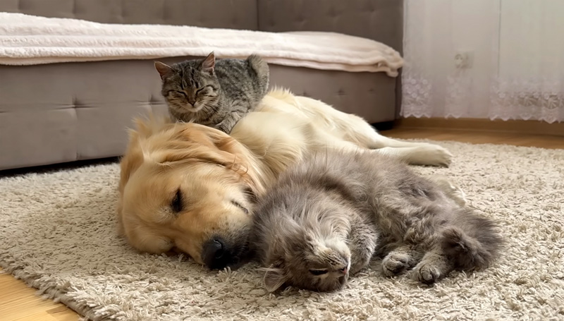 ゴールデンレトリバーと一緒に眠る子猫達