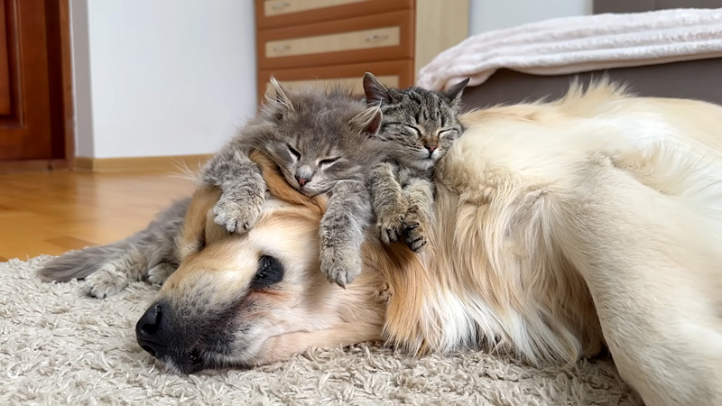 ゴールデンレトリバーベッドで眠る子猫達