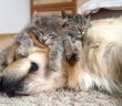 ゴールデンレトリバーベッドで眠る子猫達