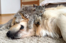 ゴールデンレトリバーベッドで眠る子猫達