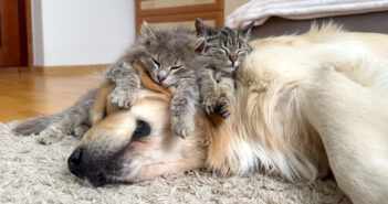 ゴールデンレトリバーベッドで眠る子猫達