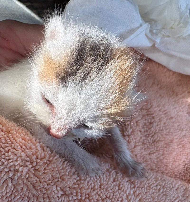 小さな子猫