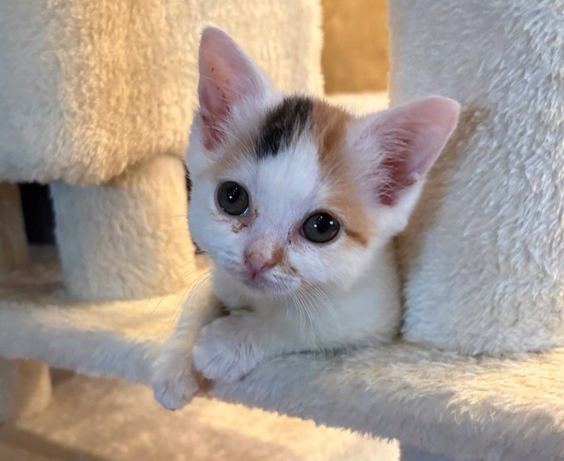 遊ぶ子猫