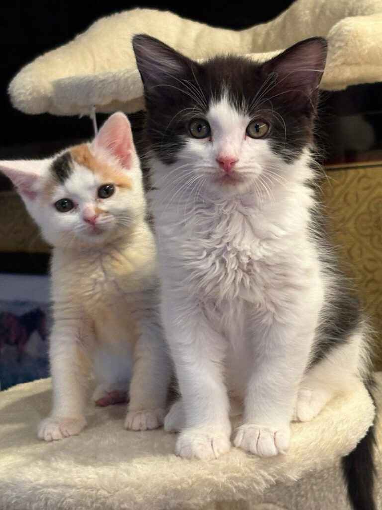 子猫の兄弟