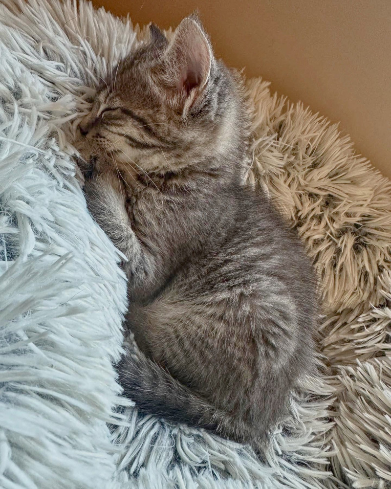横になる子猫